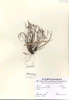 線葉鐵角蕨藏品圖，第2張